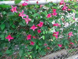 clematis.jpg