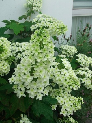 hydrangea.jpg