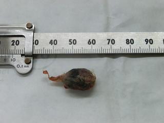 CIMG2576-mini.jpg